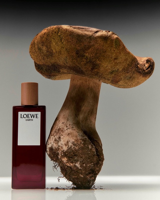 Aire Anthesis loewe 25 73