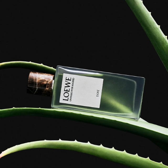LOEWE Perfumes 22 81