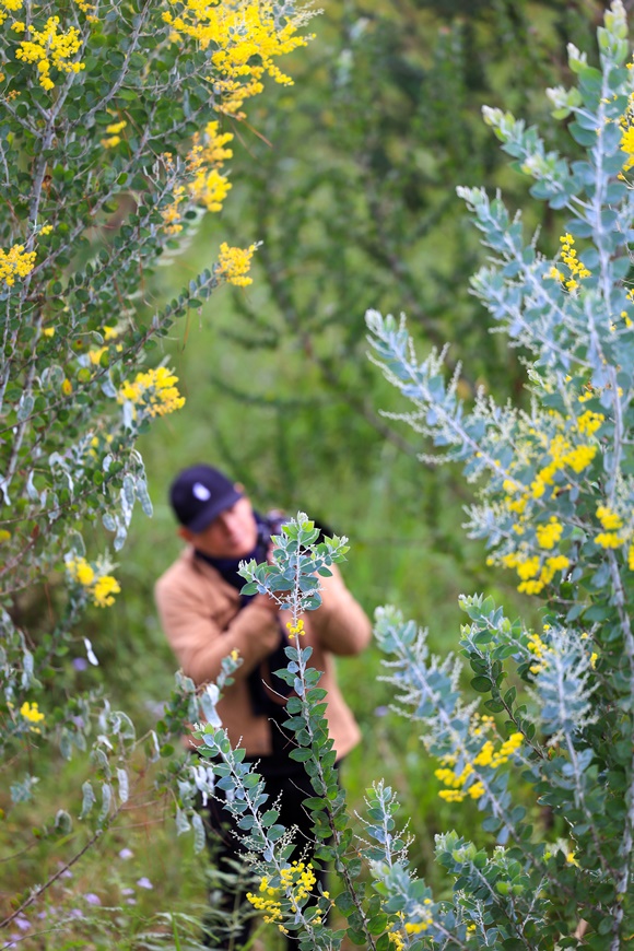 mimosa phu tran 2