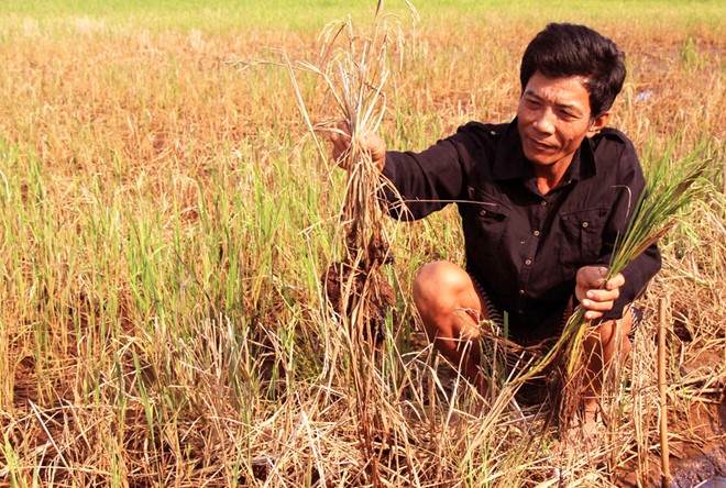 Han man mien Tay Sao phai ngan man cay lua toancanhbaochi.net