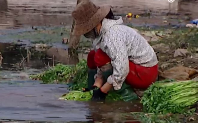 hiem hoa tu rau rua bang nuoc thai