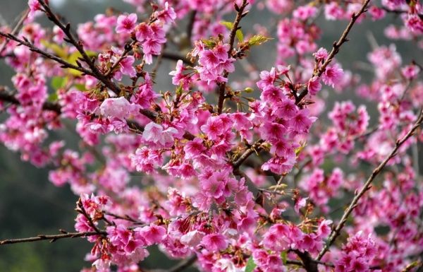 hoa anh dao higan sakura ruc ro khoe sac o dien bien toancanhbaohci.net