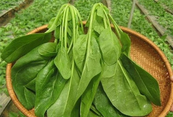 Loai rau vua bo than trang duong vua chong ung thu