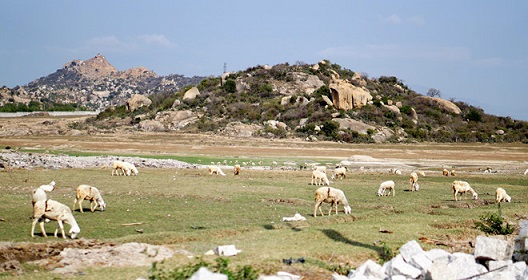 khoi cong nha may dien ninh thuan tapchithoidai