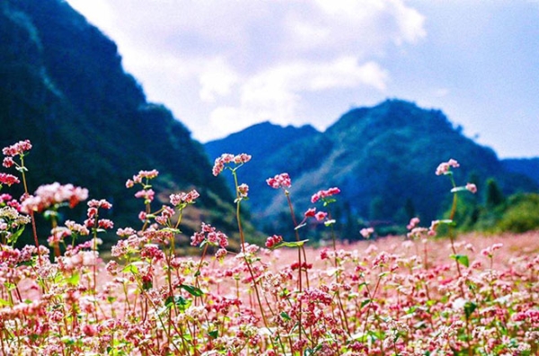 hagiang tamgiacmach