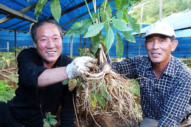 Welson ginseng hong sam han quoc 4