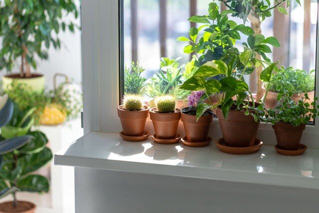 Bí quyết ngủ ngon và thải độc phòng ngủ nhờ những chậu cây quen thuộc