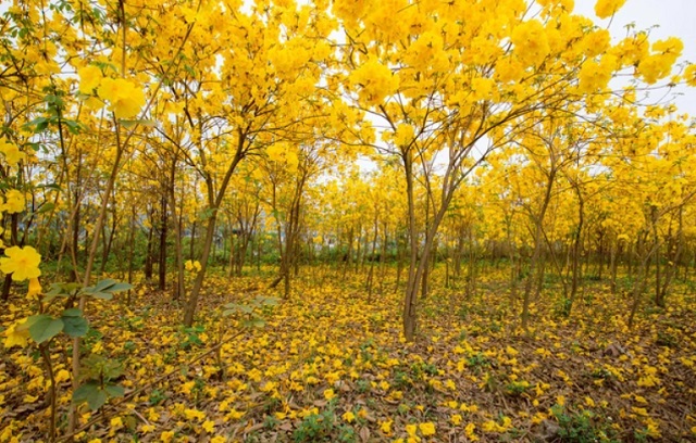 cay phong linh