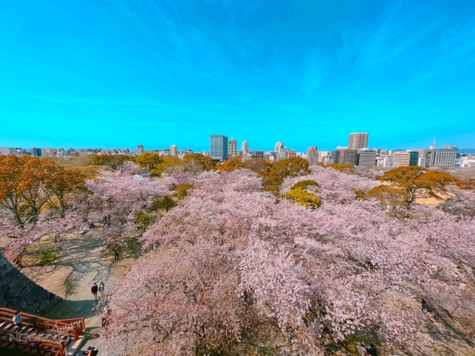 fukuoka hoa anh dao phu kin